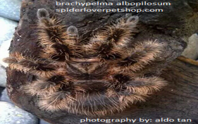 Albopilosum Unsex Tarantula